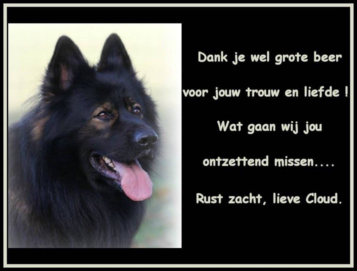 Afbeelding kan het volgende bevatten: de tekst 'Dank je wel grote beer voor jouw trouw en liefde ! Wat gaan wij jou ontzettend missen.... Rust zacht, lieve Cloud.'